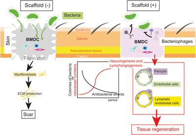 Plasticity of bone marrow-derived cell differentiation depending on microenvironments in the skin